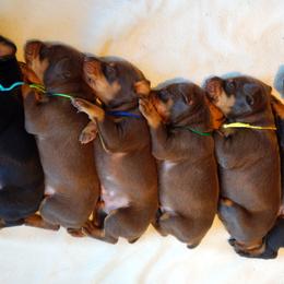 Doberman Pinscher Puppies from Laurel Vail