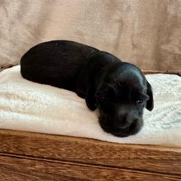 Boy 2 - Black male Dachshund puppy in Franklin, Tennessee from Wendy's Weenies