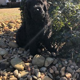 Black Russian Terrier and Cavalier King Charles Spaniel Puppies from Ocean Gem & Guardian Bears