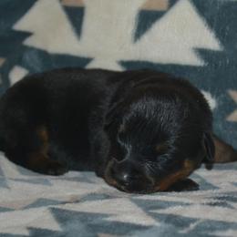 Girl 1 - Black and mahogany female Rottweiler puppy in Ethel, Washington from Titanenheim Rottweilers