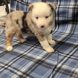 Val - Blue merle female Toy Australian Shepherd puppy in Leonard, Texas from Tin Roof Aussies