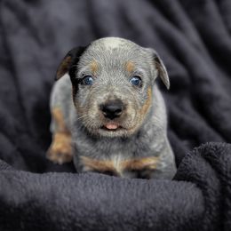 Stetson - Blue male Australian Cattle Dog puppy in Kalispell, Montana from BTR Australian Cattle Dogs
