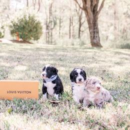 Aussiedoodle and Springerdoodle Puppies from Deek’s Designer Doodles