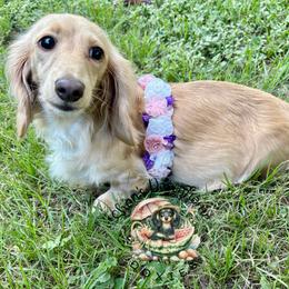 Jewel - Dachshund