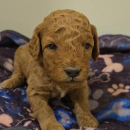 Basil - Red  male Poodle puppy in Wilmington, Delaware from Imperial Poodles LLC