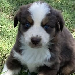 Girl 1 - Red Australian Shepherd puppy in Blum, Texas from 4P Poteet Farms