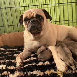 Pug Puppies from Milan Pugs