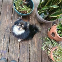 Daisy - Pomeranian