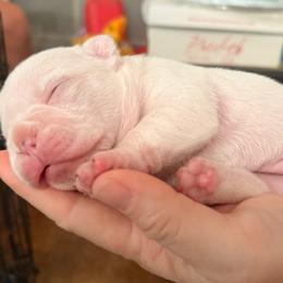 Girl 1 - Cream female French Bulldog puppy in Opelika, Alabama from Fancy Face Frenchies