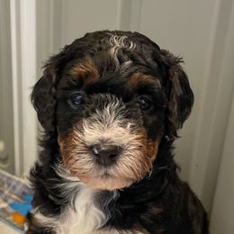 Stevie - Tri-color Bernedoodle puppy in Washougal, Washington from Sandy Creek Bernedoodles