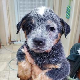 Half mask - Blue speckled male Australian Cattle Dog puppy in Lenoir, North Carolina from Blue Coyote Ranch