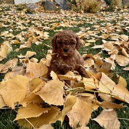 Honey - Red female Cavapoo puppy in Spanish Fork, Utah from Poseydoodle