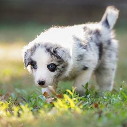 Boy 2 - Border Collie puppy from Air Capital Border Collies