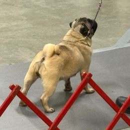 Pug puppies from Von Katzenstein Kennel