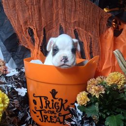 Boy 1 - White male Boxer puppy in Pikeville, Kentucky from Boxers of Whispered Wishes
