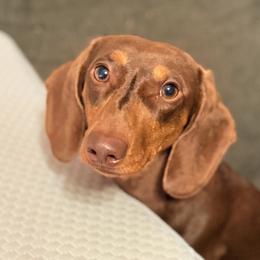 Porter bean - Dachshund