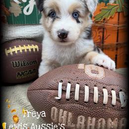 Freya - Blue merle female Australian Shepherd puppy in Purcell, Oklahoma from Lewis Aussie’s & Corgi’s
