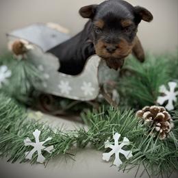 Mack - Black and tan male Yorkshire Terrier puppy in Hastings, Nebraska from Promise Land Pets
