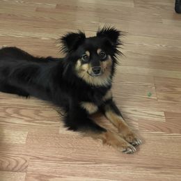 German Shepherd, Toy Australian Shepherd, and Yorkshire Terrier Puppies from CountryHart Kennels