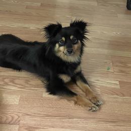 German Shepherd, Toy Australian Shepherd, and Yorkshire Terrier Puppies from CountryHart Kennels