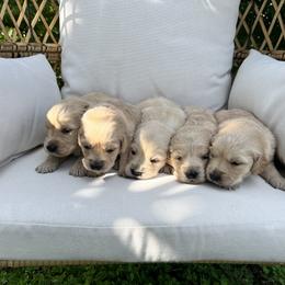 Golden Retriever Puppies from Clover Creek Goldens