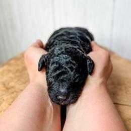 Girl 2 - Phantom female Assorted Doodle Crosses puppy in Arlington, Washington from Doodle Love Laugh