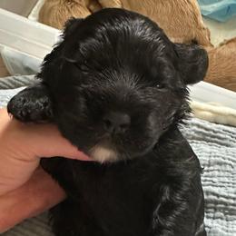AKC Basil - not available - Black male Cocker Spaniel puppy in Cincinnati, Ohio from Abundance of Joy LLC Cocker Spaniels