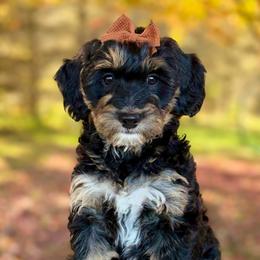 Mint - Tri-color female Bernedoodle puppy in Hesperia, Michigan from Red Acres Poodles & Doodles