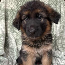 Cola - Mako - Black and red male German Shepherd puppy in Coplay, Pennsylvania from By My Side Germans Shepherds & Dobermans