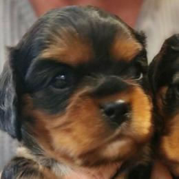 Gus - Black and tan male Cavalier King Charles Spaniel puppy in London, Arkansas from Frosty’s Cavaliers