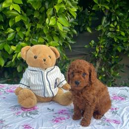 BLUEY - Red  male Goldendoodle puppy in Altadena, California from Dena Hills