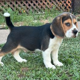 Rowdy - Black tan and white male Beagle puppy in Needville, Texas from Rancho Robles Kennels