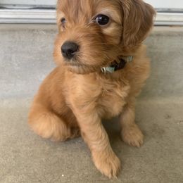 Goldendoodle Puppies from Goldendoodles of Utah County