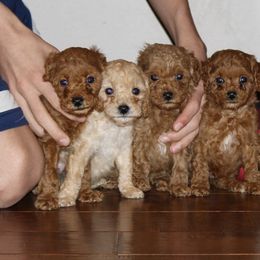 Cavapoo, Poodle, and Springerdoodle Puppies from Sugarland Puppies