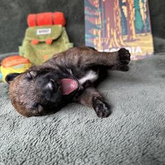 Belgian Laekenois Puppies from Sweetwater Belgian Laekenois