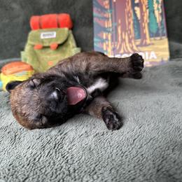 Belgian Laekenois Puppies from Sweetwater Belgian Laekenois