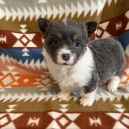Eve - Blue female Pembroke Welsh Corgi puppy in Bloomfield, Iowa from Beebe’s Corgis