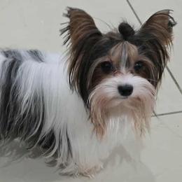 Riley - Biewer Terrier