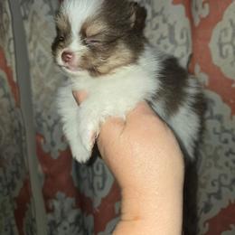Boy 3 - Tri-colored male Pomeranian puppy in Meherrin, Virginia from Traveling Poms
