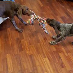 German Wirehaired Pointer Puppies from Ca’ Rigada Deutsch Drahthaar (GWP)