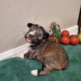 Hermione - Liver female Miniature Schnauzer puppy in Sandy, Utah from Phantom League Schnauzers