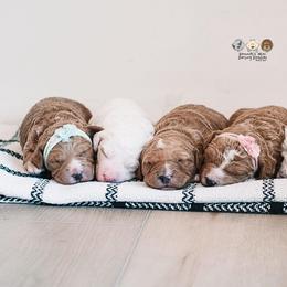 Bernedoodle and Goldendoodle Puppies from Hommel’s Mini Darling Doodles