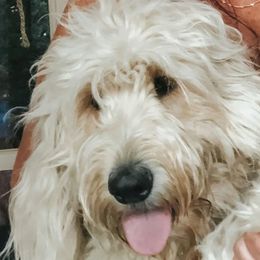 Goldendoodles from Wolf Ridge Ranch