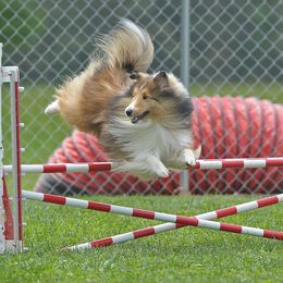 Shetland Sheepdog All Grown Up from Wistwin