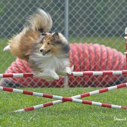 Shetland Sheepdog All Grown Up from Wistwin