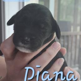 Diana - Black female Double Doodle puppy in Rockvale, Tennessee from Kingwood Doodles