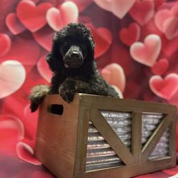 Poodle puppies from ERSA Acres Golden Retrievers...limited registration only offered, AKC Moyen and Miniature Poodles