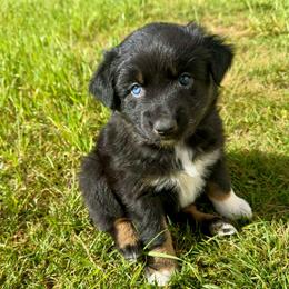 MERMAID - Black tri-color female Australian Shepherd puppy in Christiana, Tennessee from Vaught Family Farm