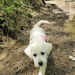 Labrador Retrievers from Sugarloaf Labradors