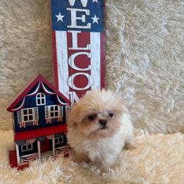Brook - Liver male Shih Tzu puppy in Success, Missouri from Sweet Success